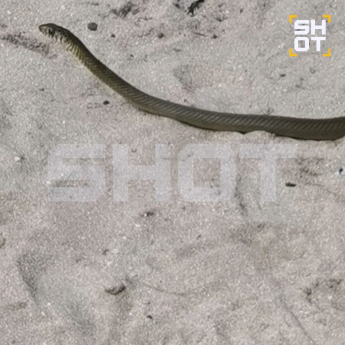 змеи на Шри-Ланке